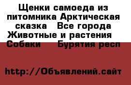 Щенки самоеда из питомника Арктическая сказка - Все города Животные и растения » Собаки   . Бурятия респ.